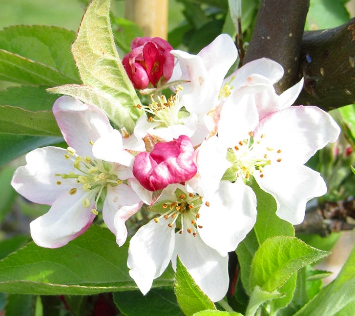 jablon golden hornet - dekoracyjne drzewo o białych kwiatach
